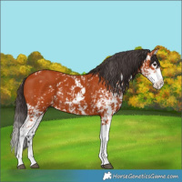 Horse Color:Bay Sabino  and Bay Sabino Splash 