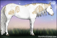 Horse Color:Silver Smoky Grullo Sabino Splash  and Silver Smoky Grullo Sabino Splash Tobiano 