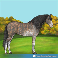 Horse Color:Bay Dun Sabino and Grullo Sabino