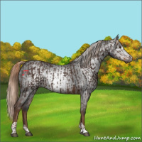Horse Color:Liver Chestnut  and Gray Liver Chestnut 