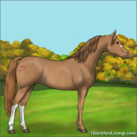 Horse Color:Chestnut Rabicano 