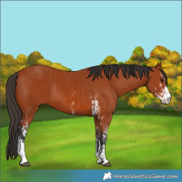 Horse Color:Bay Sabino  and Bay Sabino Rabicano 