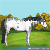 Horse Color:Black Sabino Frame