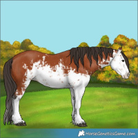 Horse Color:Bay Sabino  and Bay Sabino Splash 