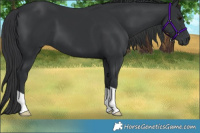 Horse Color:Black 