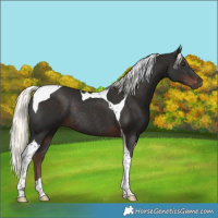 Horse Color:Liver Chestnut Mushroom Tobiano Rabicano 