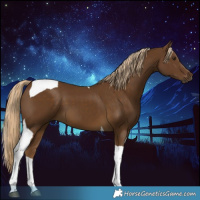 Horse Color:Chocolate Palomino Tobiano 