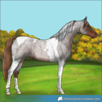 Horse Color:Liver Red Roan Tobiano 
