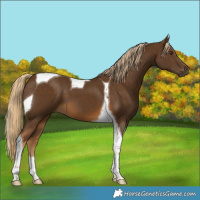 Horse Color:Chocolate Palomino Tobiano 