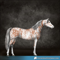 Horse Color:Bay Sabino  and Gray Bay Sabino 