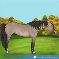 Horse Color:Brown Dun Rabicano 