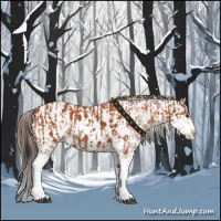 Horse Color:Bay Sabino  and Bay Sabino Near Leopard 