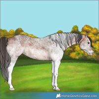Horse Color:White Spotted Bay 