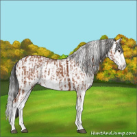 Horse Color:Bay Sabino  and Gray Bay Sabino 