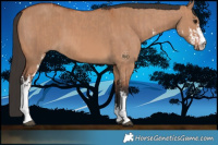 Horse Color:Bay Dun Sabino  and Bay Dun Sabino 