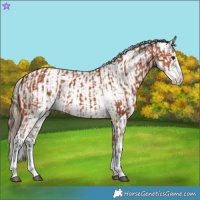 Horse Color:Bay Sabino  and Bay Sabino Varnish 
