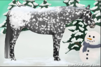 Horse Color:Blue Roan Snowcap 