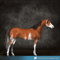 Horse Color:Bay Sabino  and Bay Sabino 