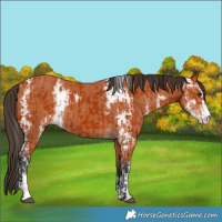 Horse Color:Bay Sabino  and Bay Sabino 