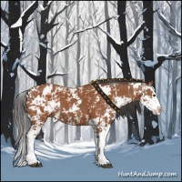 Horse Color:Bay Sabino  and Bay Sabino Splash 