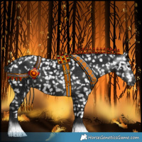 Horse Color:Gray Black Appaloosa 