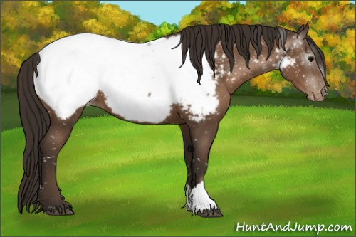 Horse Color:Gray Black Pearl Appaloosa 