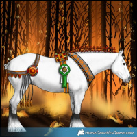 Horse Color:Gray Blue Roan Appaloosa and Gray Black Appaloosa