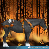 Horse Color:Black Appaloosa 