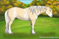 Horse Color:White Spotted Gold Cream Champagne 