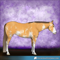 Horse Color:Amber Cream Champagne Sabino  and Amber Cream Champagne Sabino 