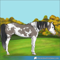 Horse Color:White Spotted Grullo Splash 