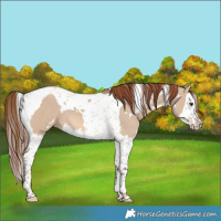 Horse Color:White Spotted Red Dun Splash Tobiano 