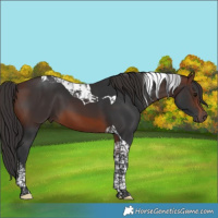 Horse Color:Brown Tobiano 