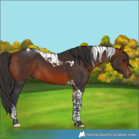Horse Color:Brown Tobiano
