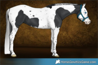 Horse Color:Black Splash Tobiano 