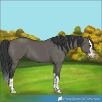 Horse Color:Grullo Splash 