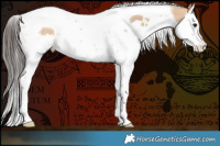 Horse Color:White Spotted Bay Dun Splash Tobiano 