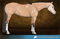 Horse Color:White Spotted Bay Dun Splash Tobiano 