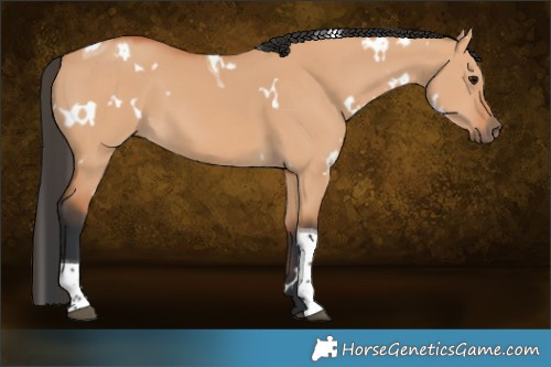 Horse Color:White Spotted Bay Dun Tobiano 
