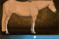 Horse Color:Chestnut Tobiano 