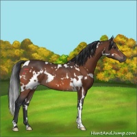 Horse Color:White Spotted Brown Rabicano 