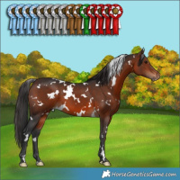 Horse Color:White Spotted Brown 