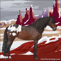 Horse Color:Bay Appaloosa 