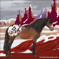 Horse Color:Bay Appaloosa 