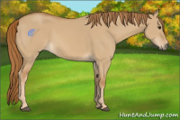 Horse Color:Red Dun 