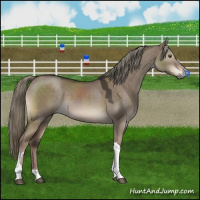 Horse Color:Liver Red Dun Mushroom Sabino Tobiano