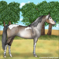 Horse Color:Gray Brown Dun Tobiano 