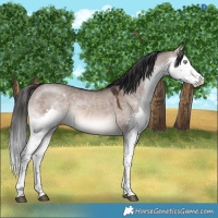 Horse Color:Brown Dun Mushroom Splash 