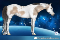 Horse Color:Bay Dun Splash Tobiano 