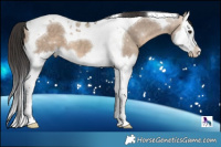 Horse Color:Bay Dun Splash Tobiano